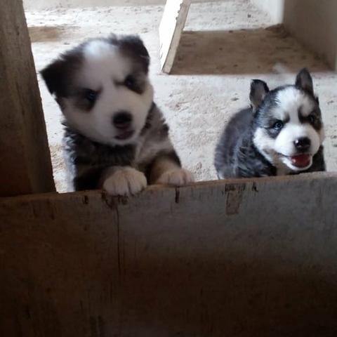 Husky siberiano Wooly - Foto 6