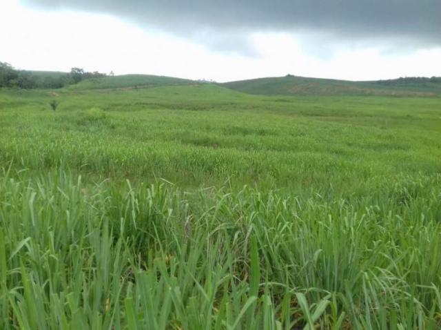 Fazenda para venda em aliança, aliança - Foto 7