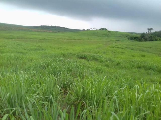Fazenda para venda em aliança, aliança - Foto 8