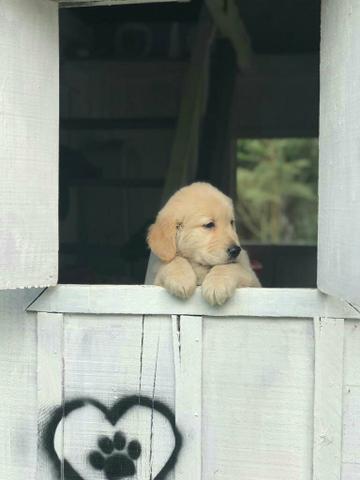 Golden Retriever lindos filhotes indisponíveis! - Foto 3