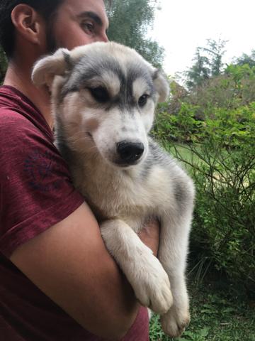Husky siberiano fêmea - Foto 3