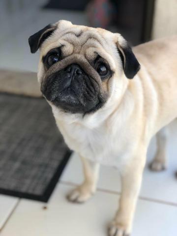 Pug macho para cruzar