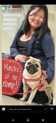 Pug macho para cruzar - Foto 6