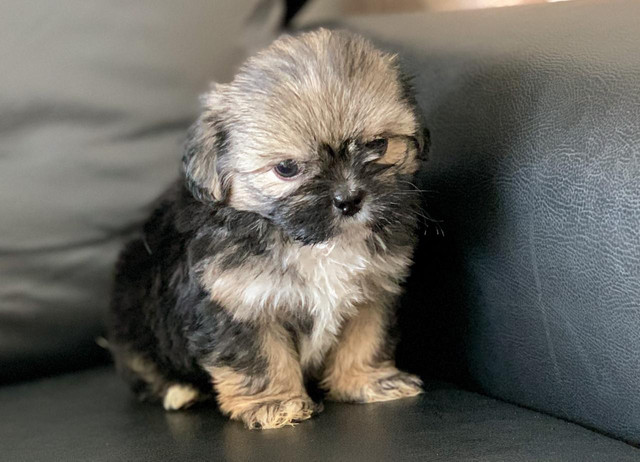Shihtzu Macho - Branco com Caramelo, linhagem especial - Foto 6