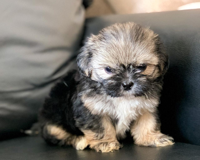 Shihtzu Macho - Branco com Caramelo, linhagem especial