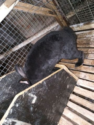 Vendo filhotes de coelhos - Foto 3