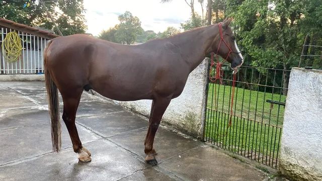 Tatuí recebe exposição de cavalos da raça mangalarga, Itapetininga e  Região