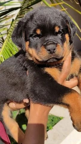 Rottweiler filhotes 