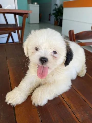 Filhote  Lhasa apso - Foto 3