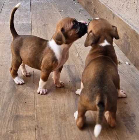 Lindo Filhote Boxer - Foto 5