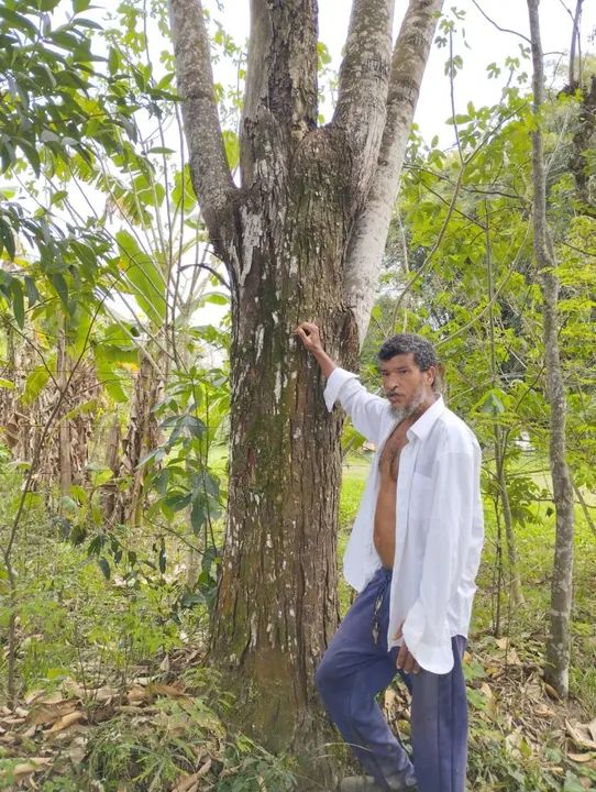 Muda  de Jacarandá da Bahia  - Foto 3