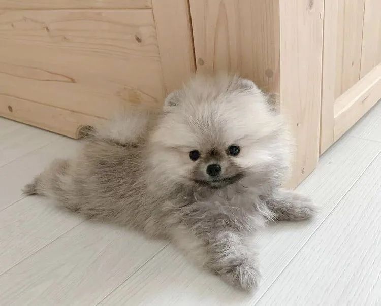 Spitz Alemão Beleza e Energia 