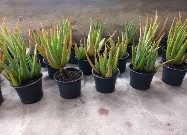 Aloe Vera - Foto 2