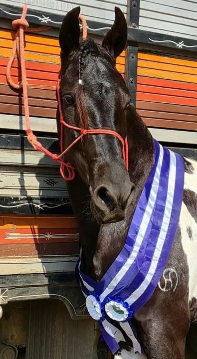 Coberturas - Preto Pampa Marcha Picada - Foto 2