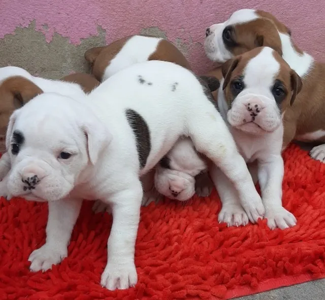 Boxer filhote branco  +39 anúncios na OLX Brasil