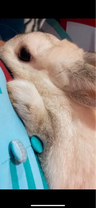 Coelho branco fofinho para adoção - Foto 2