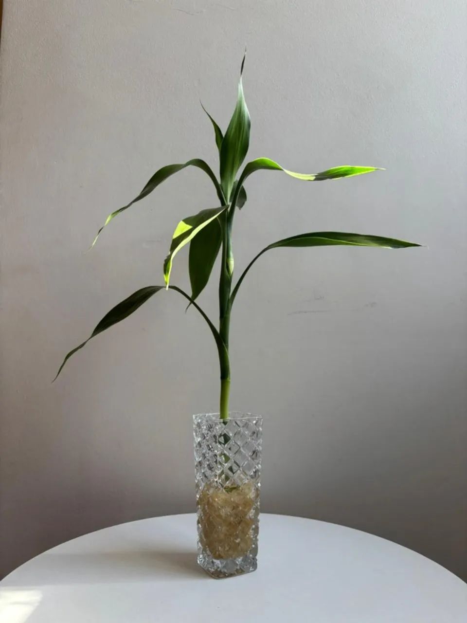 Bambus da sorte para eventos especiais preço de atacado a partir de cinco unidades. - Foto 3