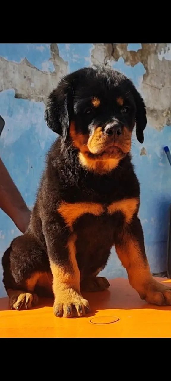 Filhotes de Rottweiler com Pedigree  - Foto 2