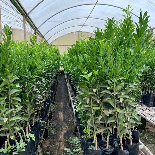 Vendo mudas de plantas Frutíferas. - Foto 6