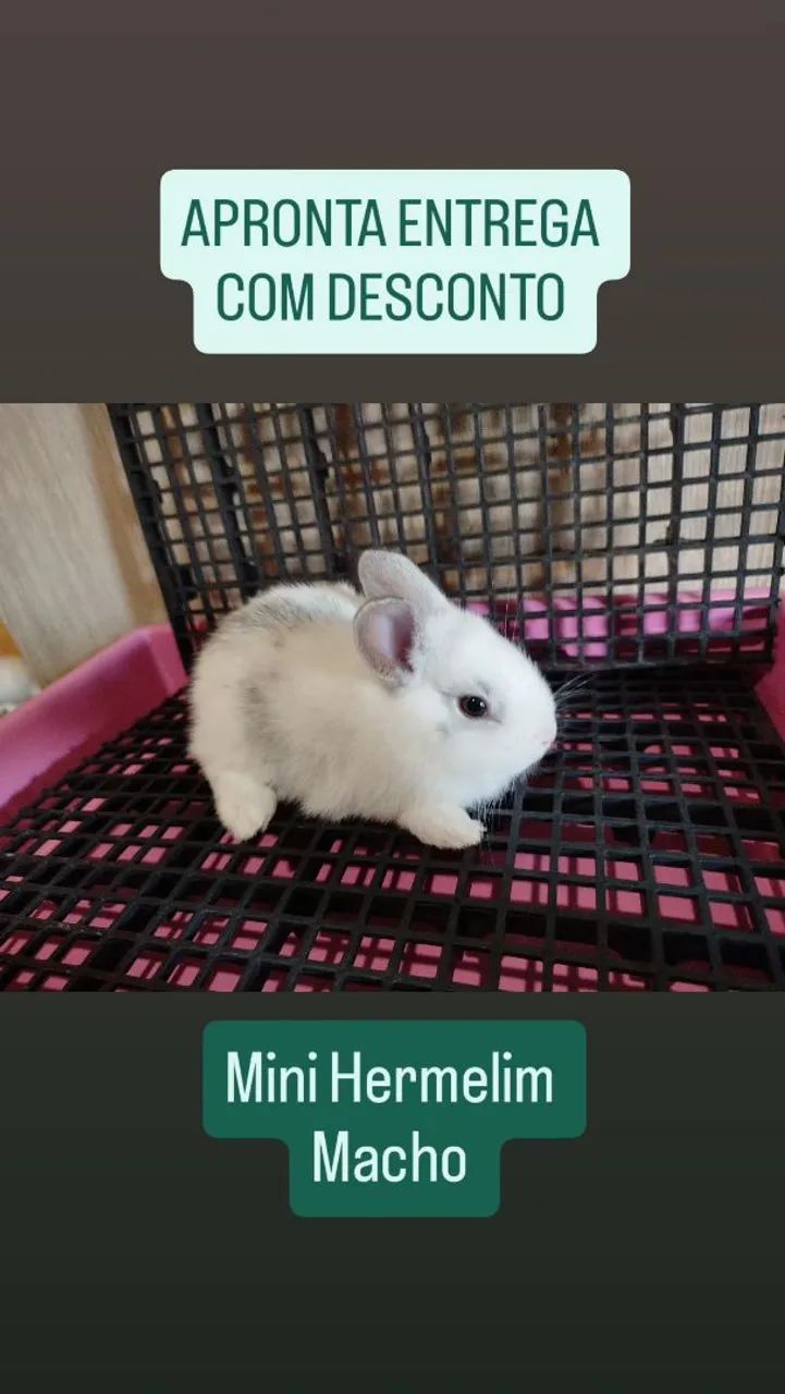 Mini Coelhos Variadas Raças e Valores - Foto 5