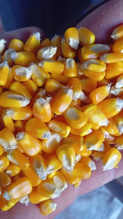 Produtos Agricolas direto da Fazenda ao norte do Mato Grosso (Milho,Farelo,Rações,Soja)