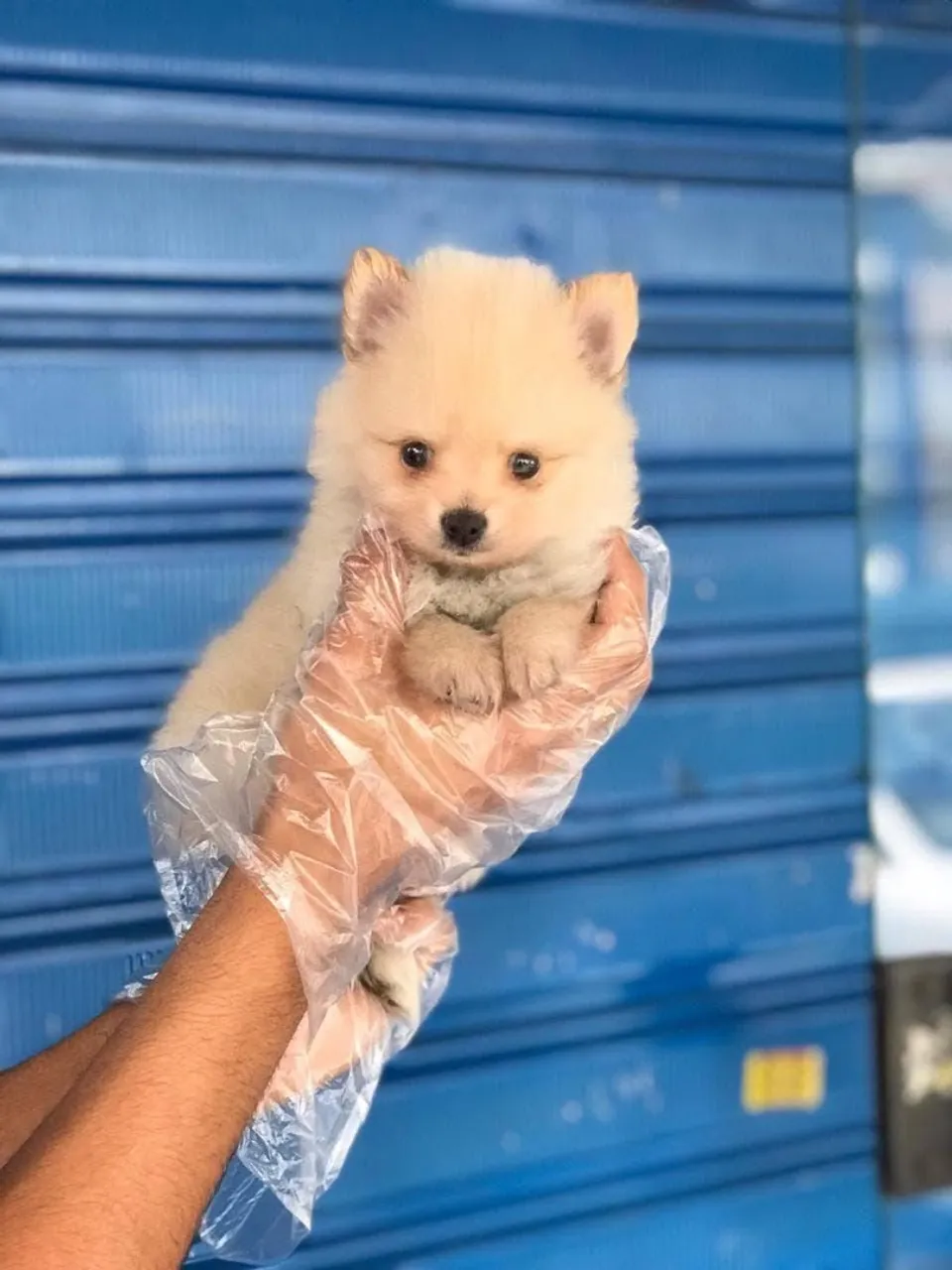 Filhote de Spitz Alemão - famoso Lulu da Pomerania