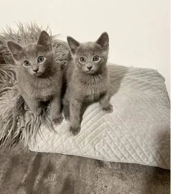 Russian Blue - Companheiro Sofisticado  