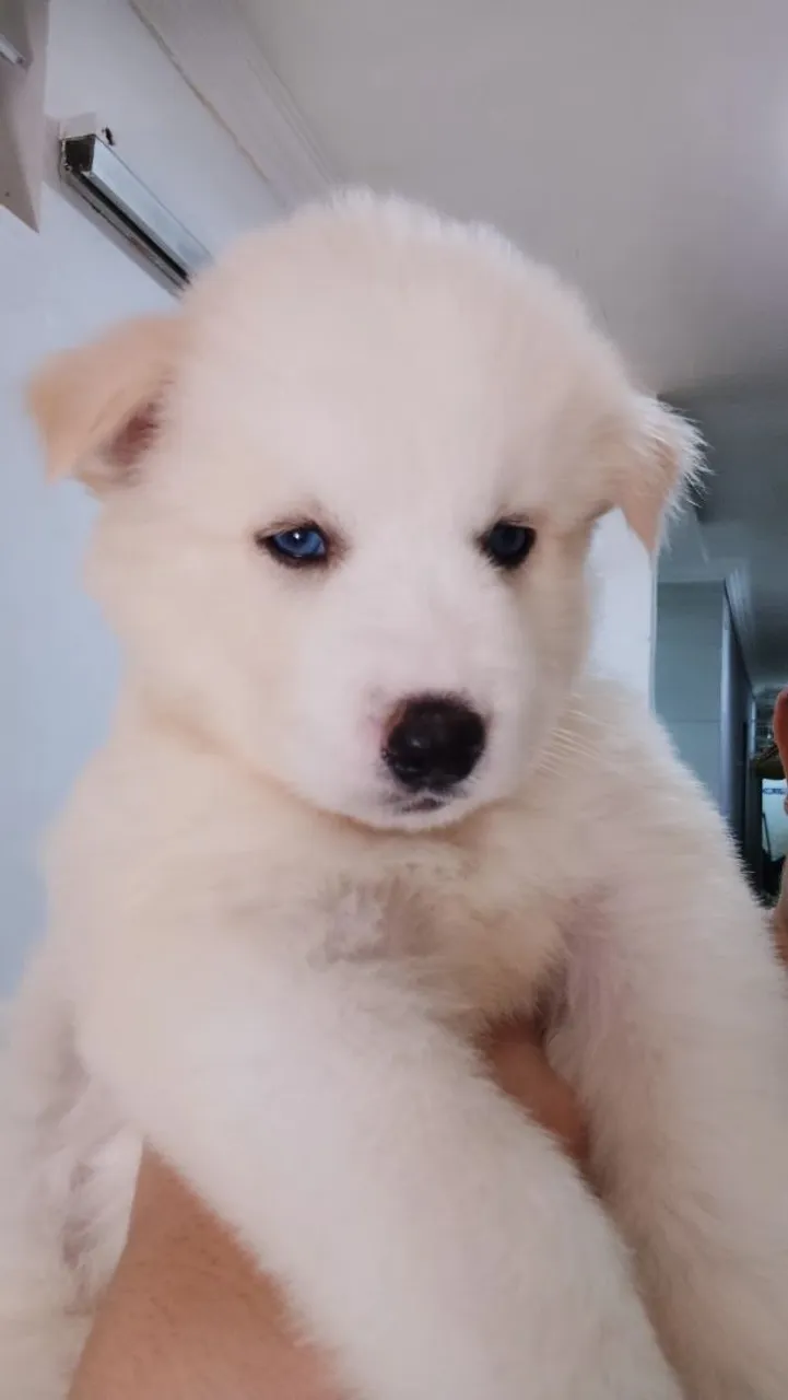 Filhote de Husky Siberiano