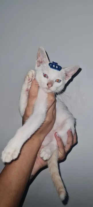 Gatinhos para Adoção responsável  - Foto 2