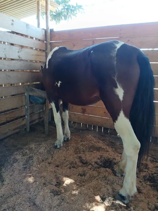 Duas egua prá venda  - Foto 4