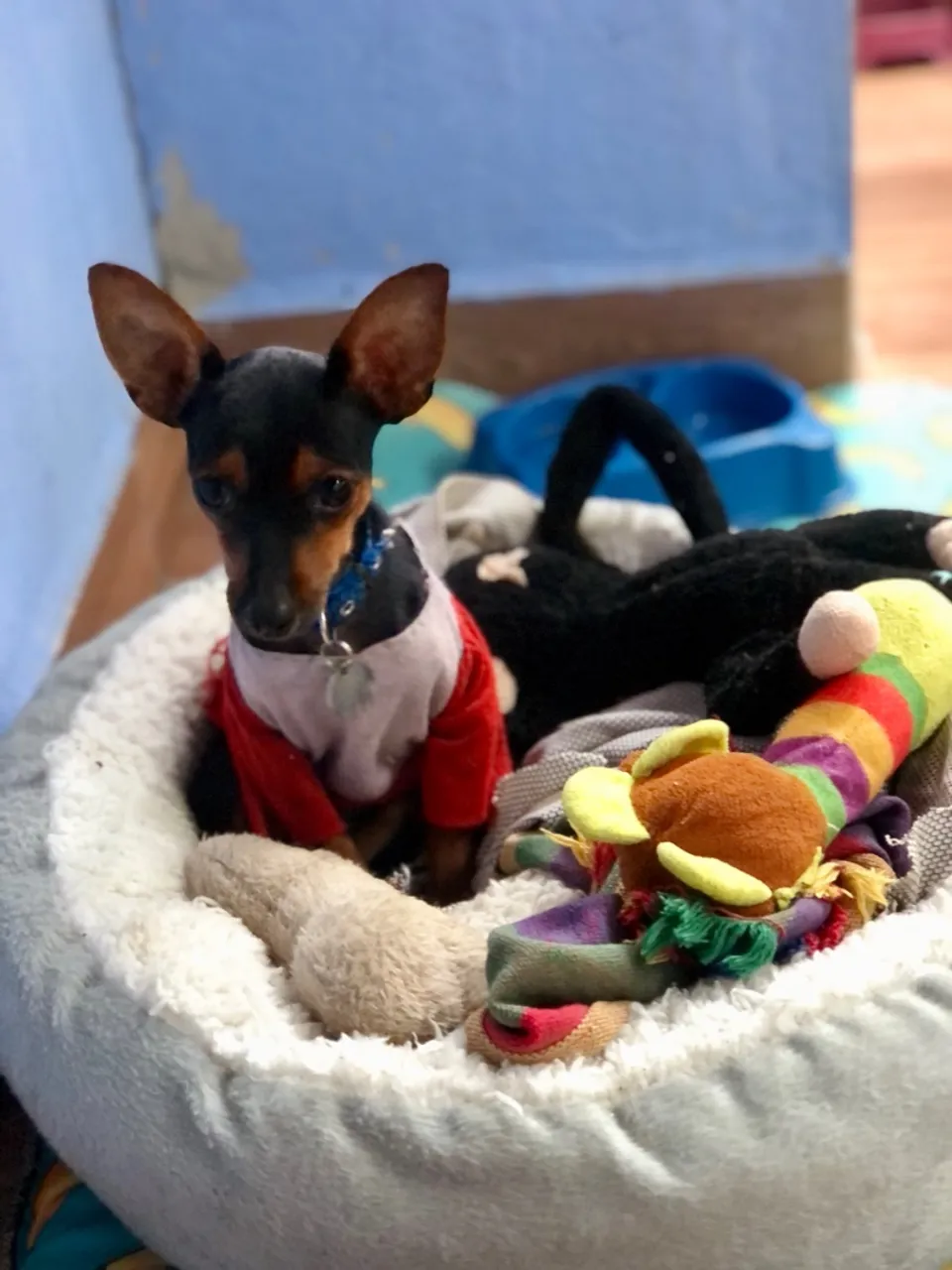 Pinscher macho à procura de uma namorada!