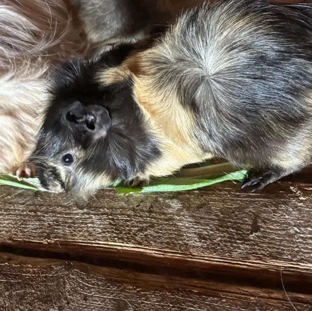 Porquinho da Índia Machos