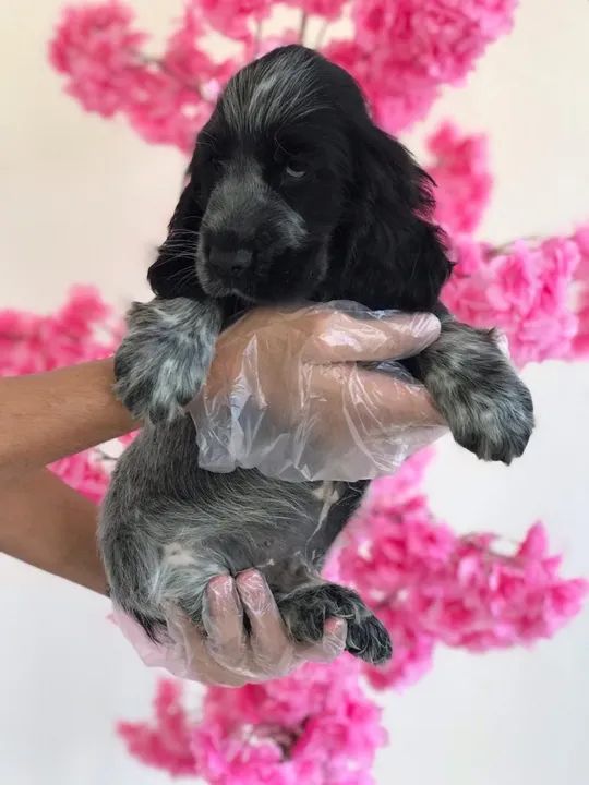 Cocker Spaniel ingles trabalhamos com mais de 20 raças.
