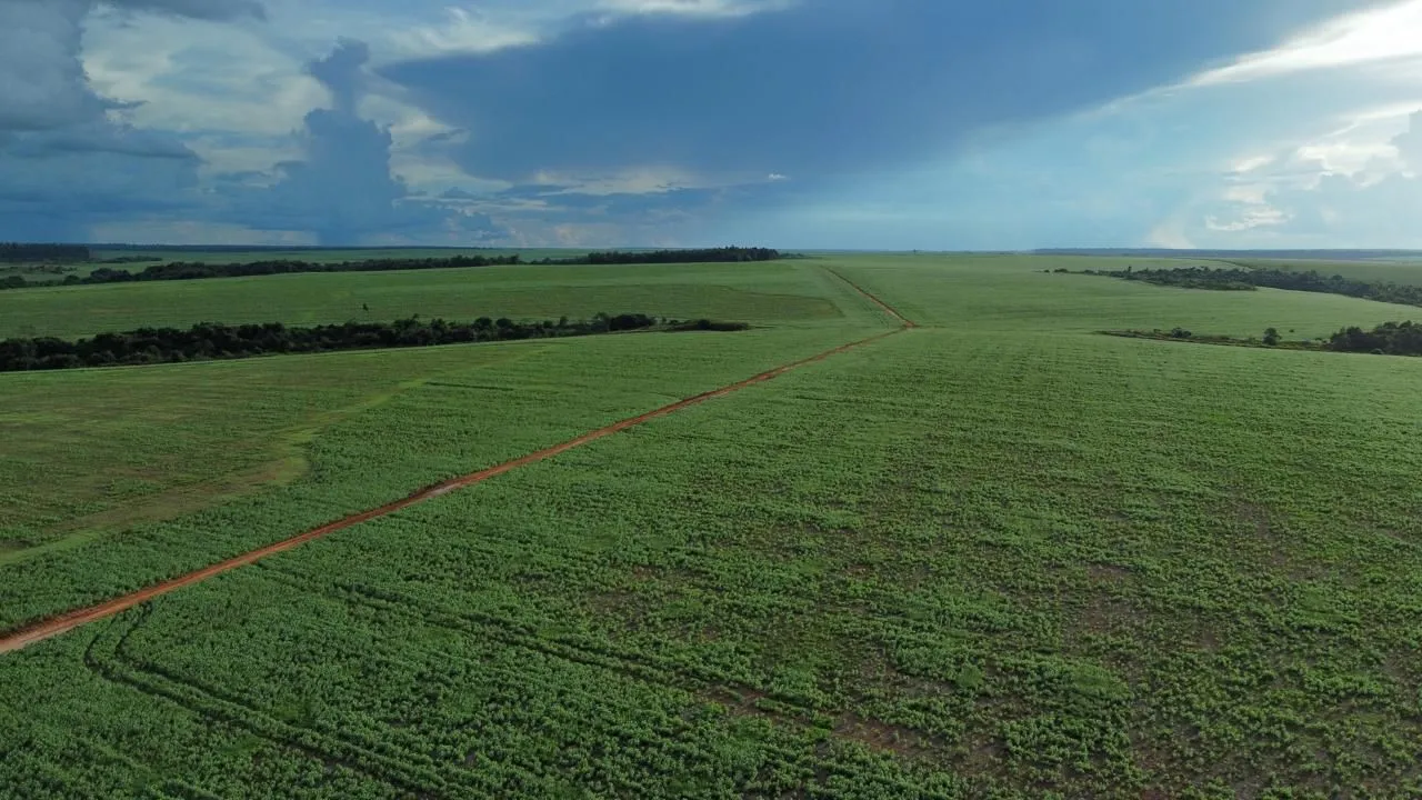 Fazenda arrendamento 1.200 hec plantando no xingú grade: 14 sacas por hec