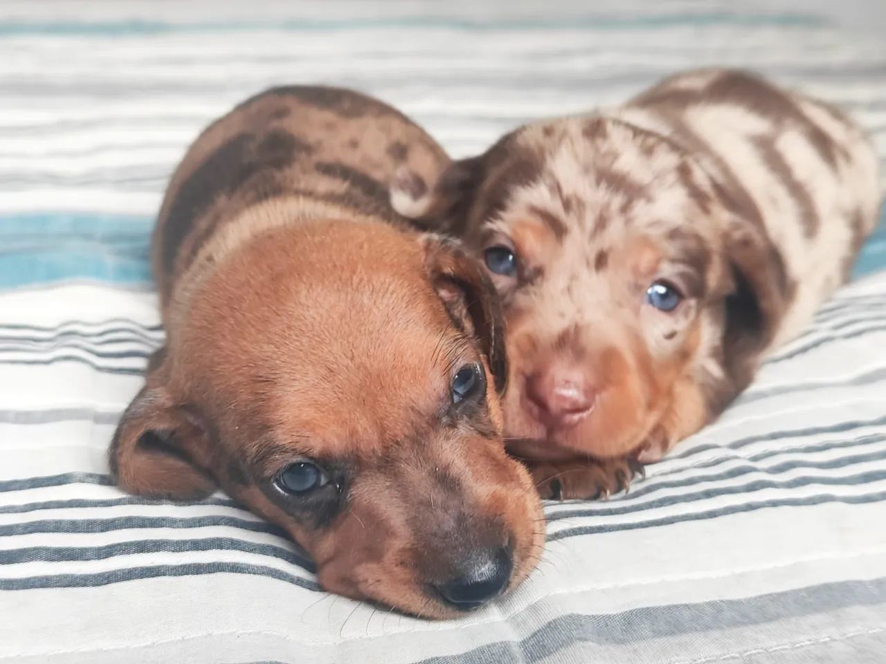  Dachshund Mini Arlequim chocolate - Foto 6