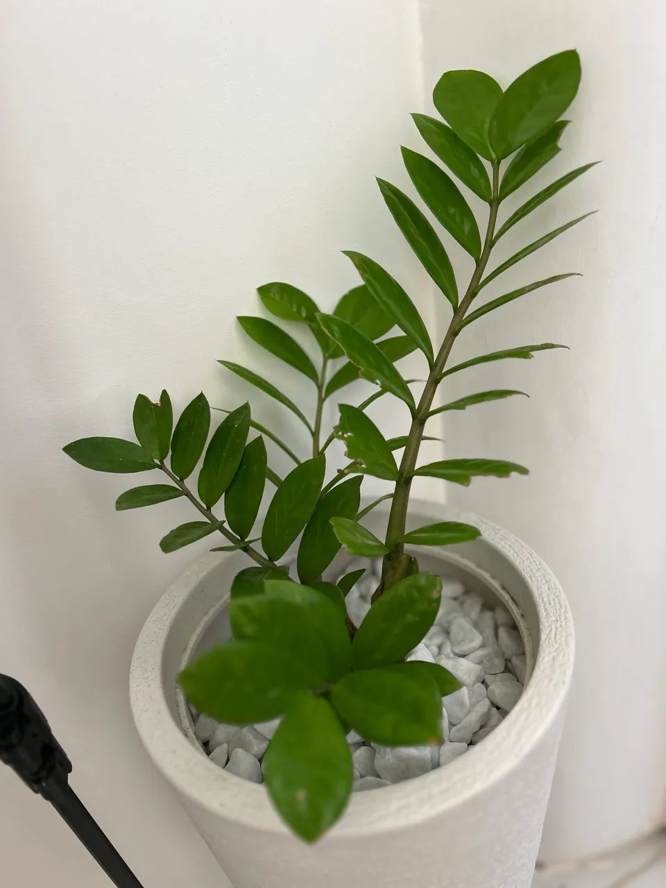 Planta completa com vaso  - Foto 3