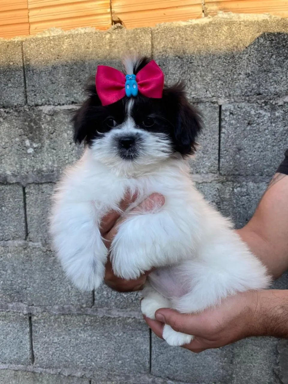 Filhote Shih Tzu fêmea Micro