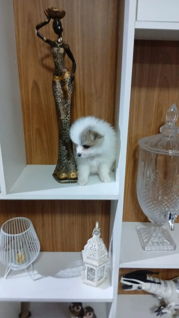Filhote de Spitz Alemão (Lulu da Pomerânia) - Fofo!
