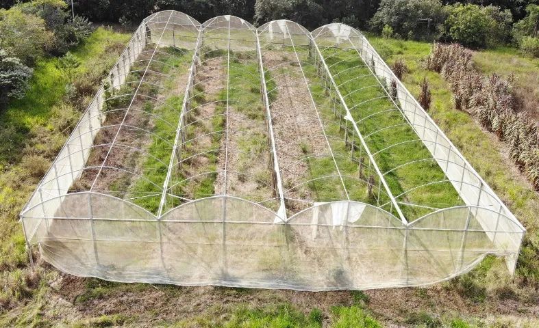 Estufa agrícola zannaleve galvanizada 1.260 m2  - Foto 4