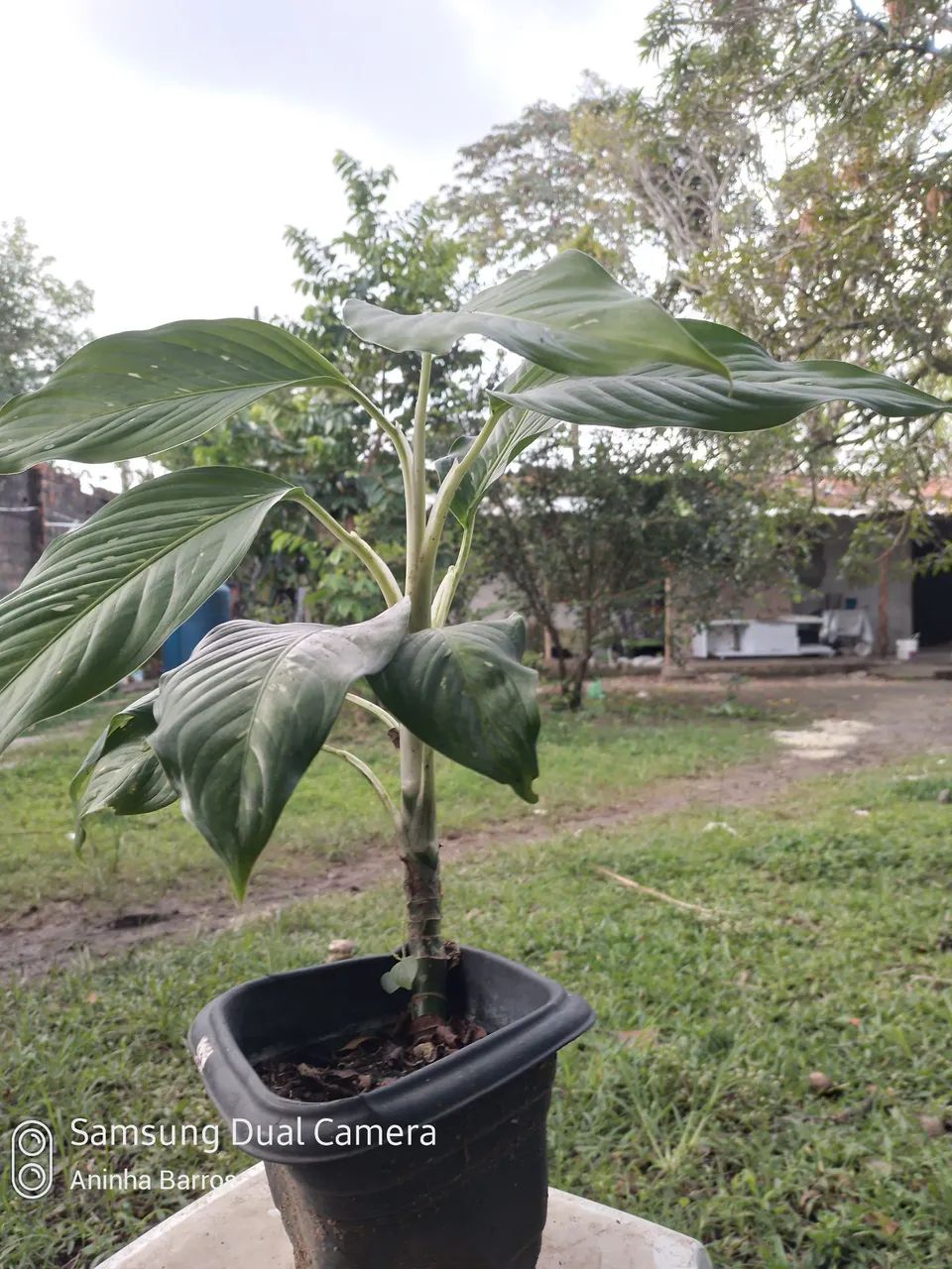 Comigo ninguém pode  - Foto 2
