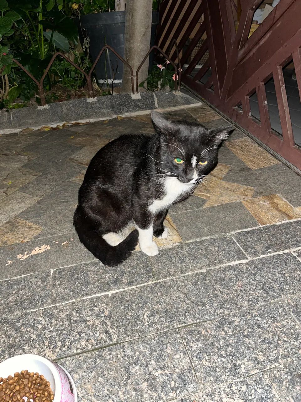 Adoção responsável  - Foto 2