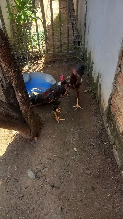 Galinha Caipira - Foto 2