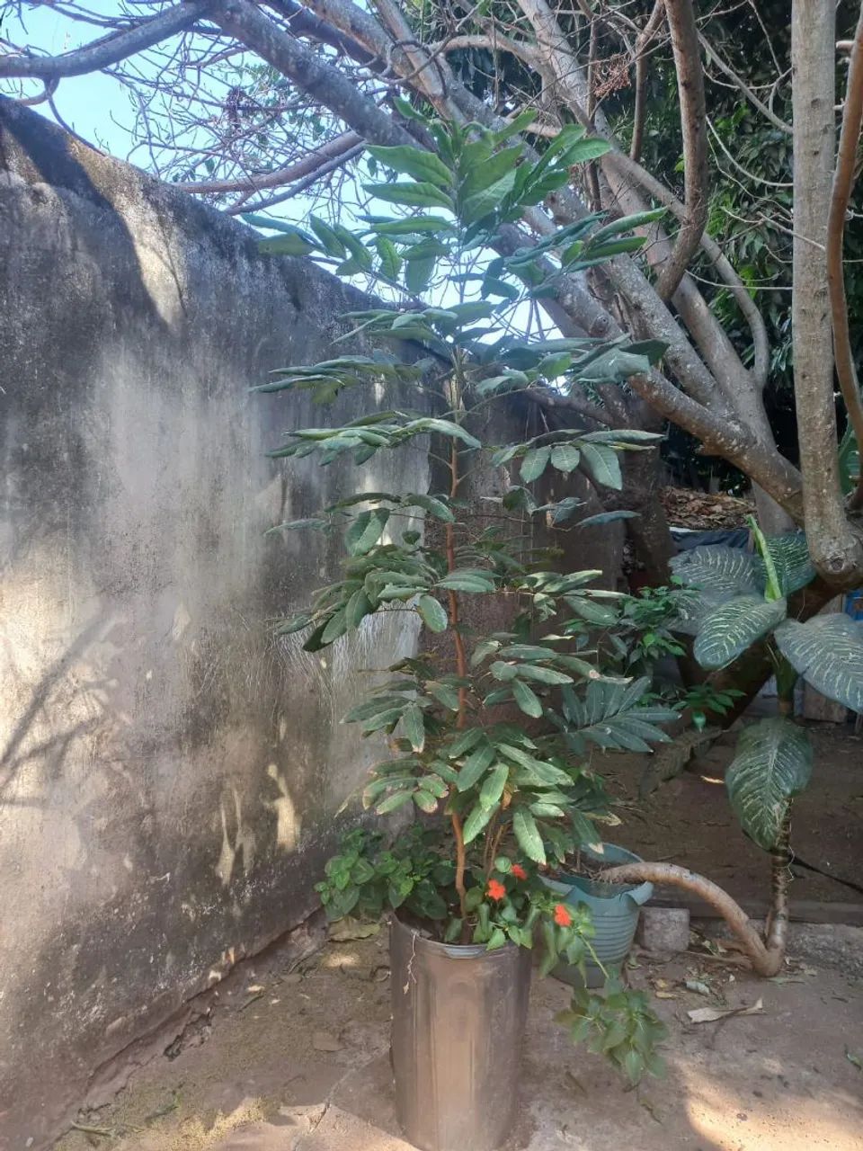 LONGAN FRUTIFERA EM VASO COM 1,5M RETIRAR EM SOBRADINHO  - Foto 5