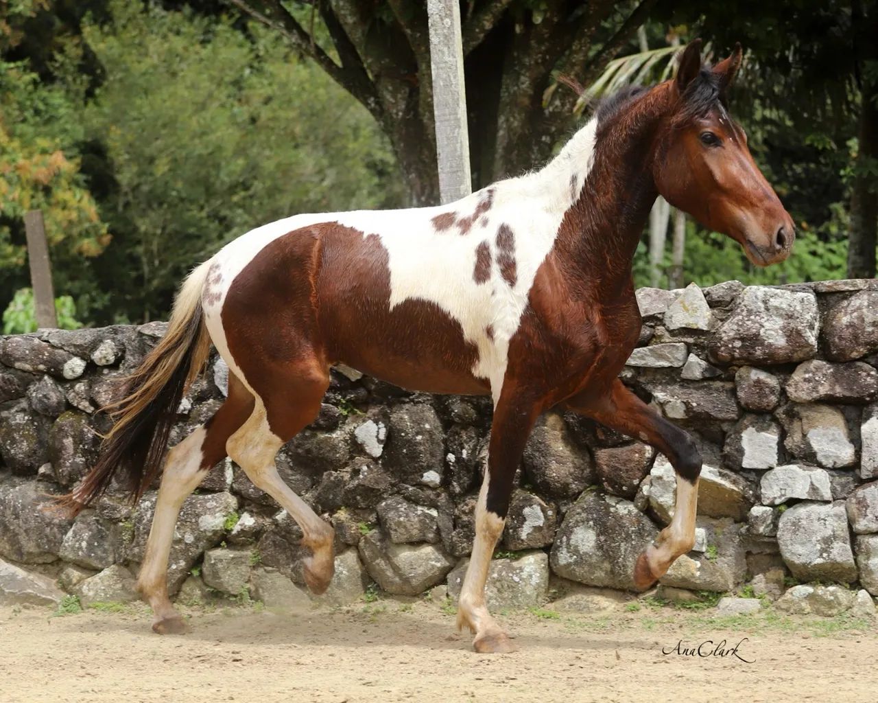 Potro Mangalarga Marchador