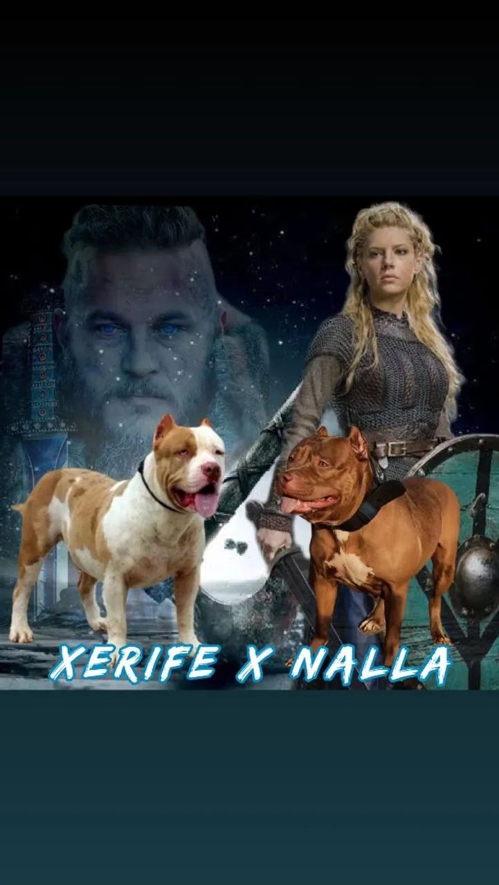 Filhotes de Pit monster a venda. - Foto 5