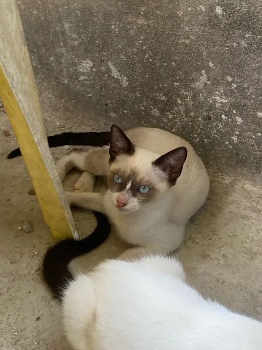 Filhotes de gato para adoção  - Foto 5