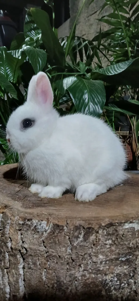 Filhote de mini netherland dwarf disponível