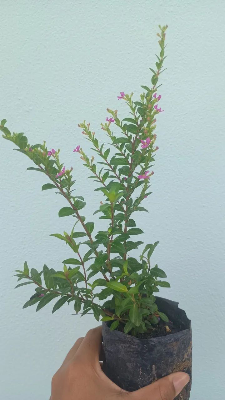 Muda de planta com flores