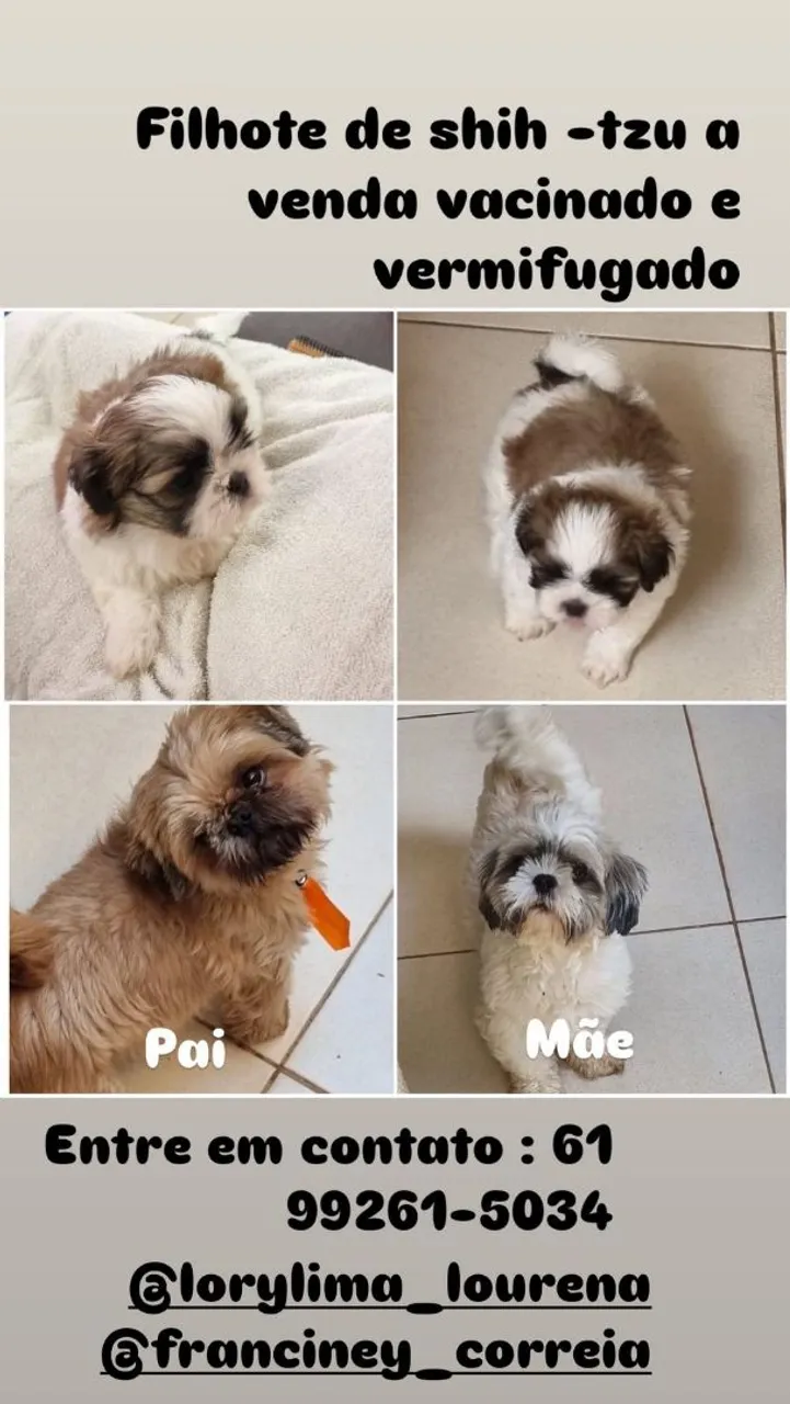 Filhote Shih-Tzu à Venda - Vacinado e Vermifugado