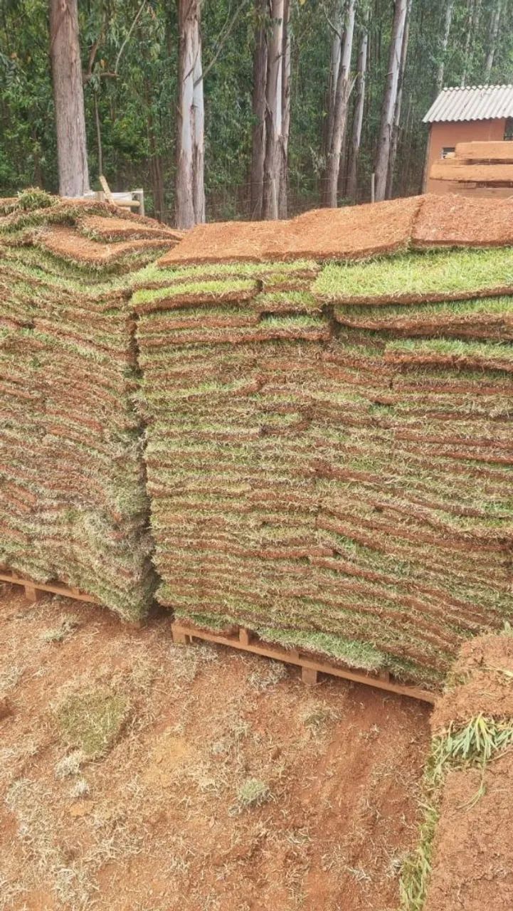 Grama esmeralda itogras 12 reais promocao  - Foto 3